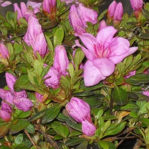 Azalea Tico Tico - 1.25Ltr