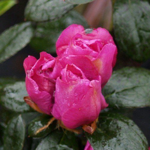 Azalea v. Multiflora - 1.25Ltr