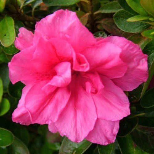 Azalea Sweet Nellie - 1.25Ltr