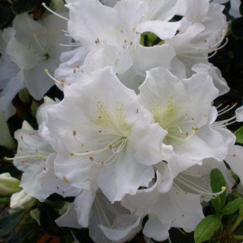 Azalea High Sierra - 1.25Ltr