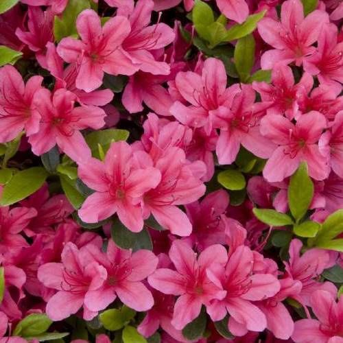 Azalea Magnifica Rosea - 1.25Ltr