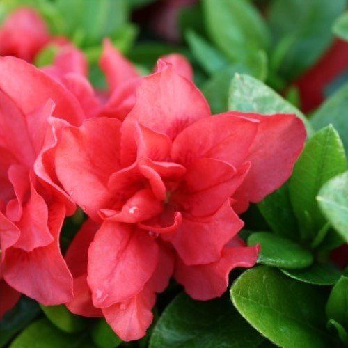 Azalea Melody - 1.25Ltr