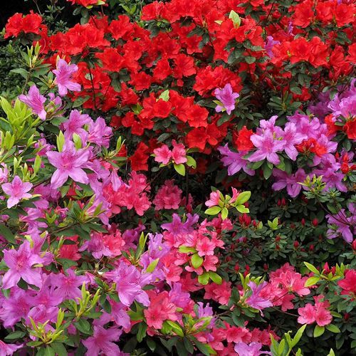 Azalea Olympia - 1.25Ltr