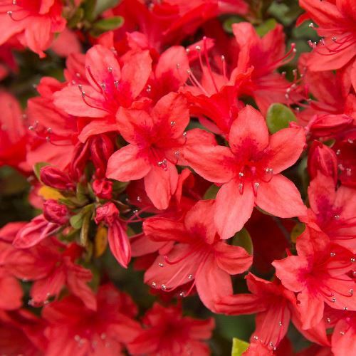 Azalea Nak Winter Green - 1.25Ltr