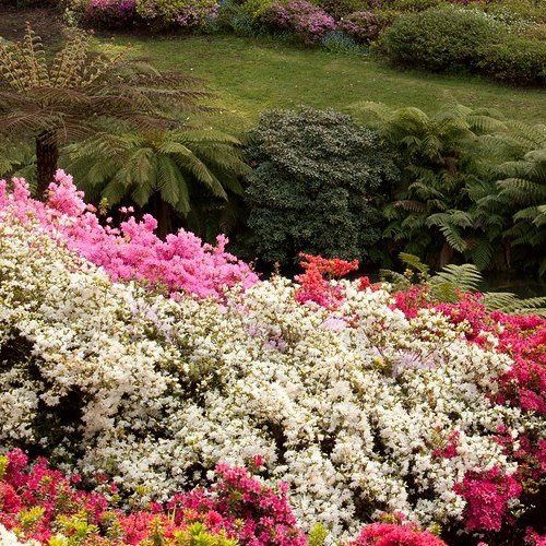 Azalea Paradise Charity - 1.25Ltr