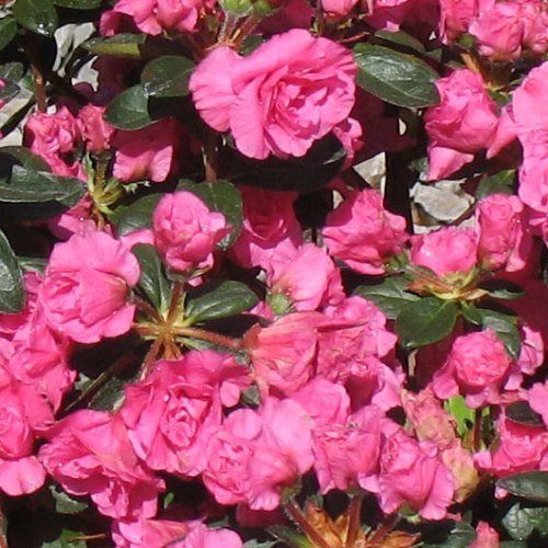 Azalea Pink Ruffles - 1.25Ltr