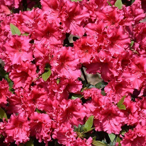 Azalea Red Ruffles - 1.25Ltr