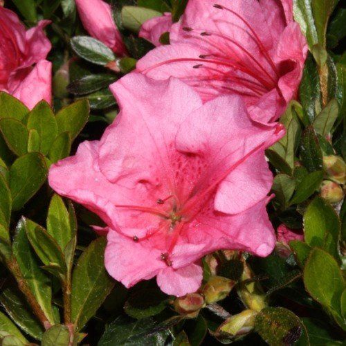 Azalea Tristesse - 1.25Ltr