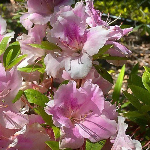 Azalea Sweetheart Supreme - 1.25Ltr