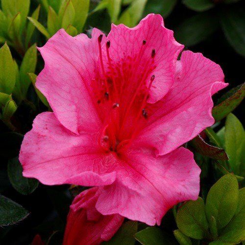 Azalea Vuyks Rosy Red - 1.25ltr