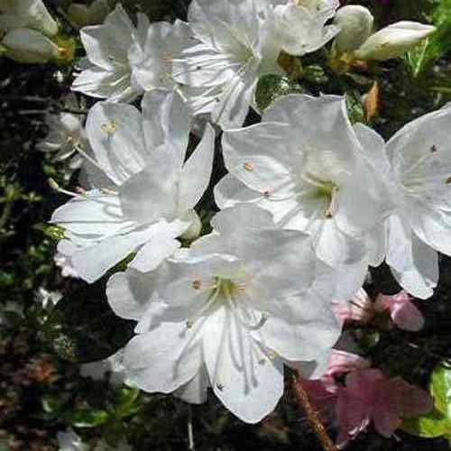 Azalea Popcorn - 1.25Ltr