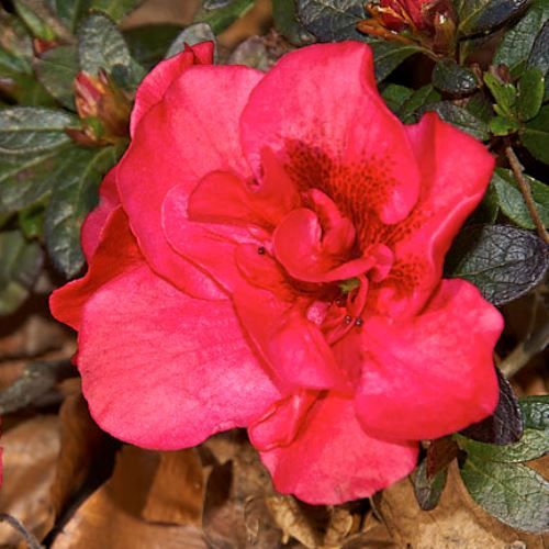Azalea Red Poppy - 1.25Ltr