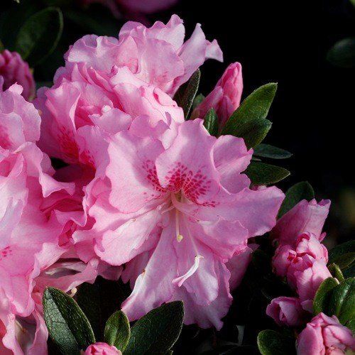 Azalea Rose Queen - 1.25Ltr