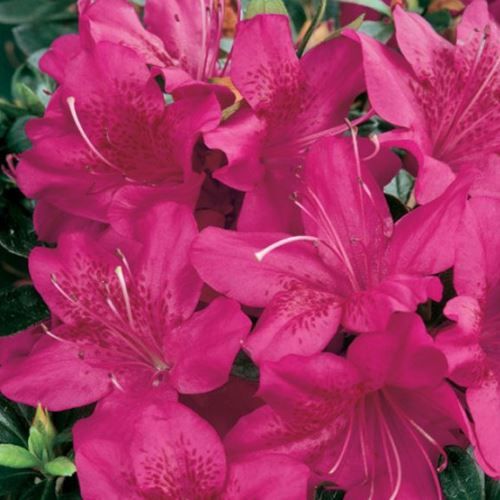 Azalea Purple Glitters - 1.25Ltr