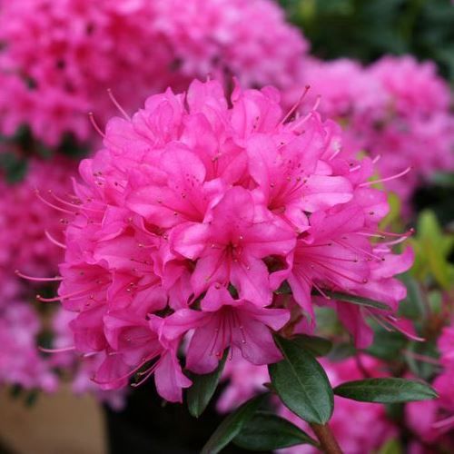 Azalea Ria Hardijzers - 1.25Ltr/Pb5