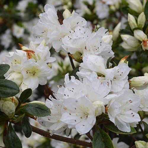 Azalea Snow - 1.25Ltr