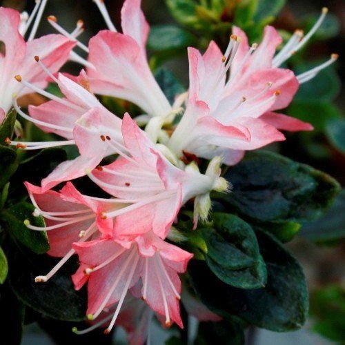 Azalea Starburst - 2.4Ltr