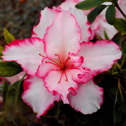 Azalea The Teacher - 1/1.25Ltr