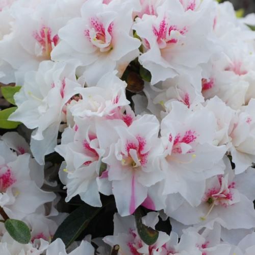 Azalea White Champagne - 1.25Ltr
