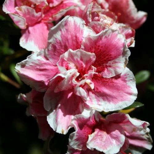 Azalea Waeles Favourite - 1.25Ltr