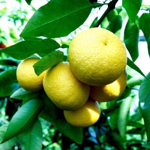 Grapefruit Golden Special Dwarf - 4.7Ltr