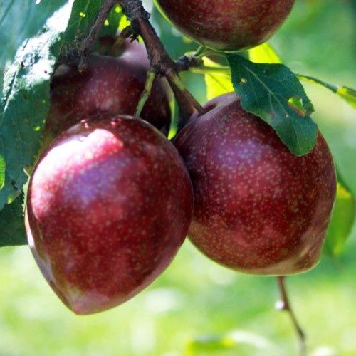 Plum Double Omega/Santa Rosa - Pb18