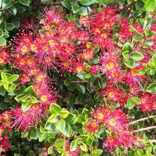 Metrosideros carminea. Crimson Rata - Pb6.5