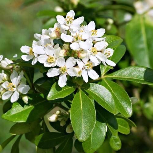 Choisya ternata - Pb12 (40/50)