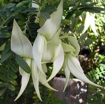 Clianthus puniceus White Heron - 2Ltr