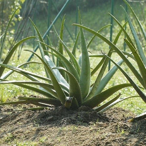 Aloe Vera, Barbados Aloe - 2.5Ltr