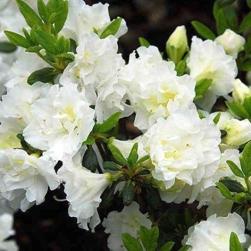 Azalea White Schame - 2.5Ltr