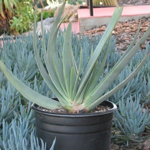 Aloe plicatilis, Fan Aloe - 2Ltr/Pb12