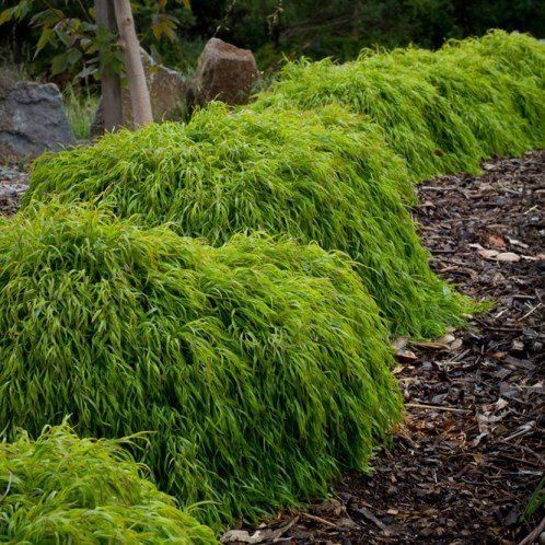 Acacia Fettuccini - 3Ltr