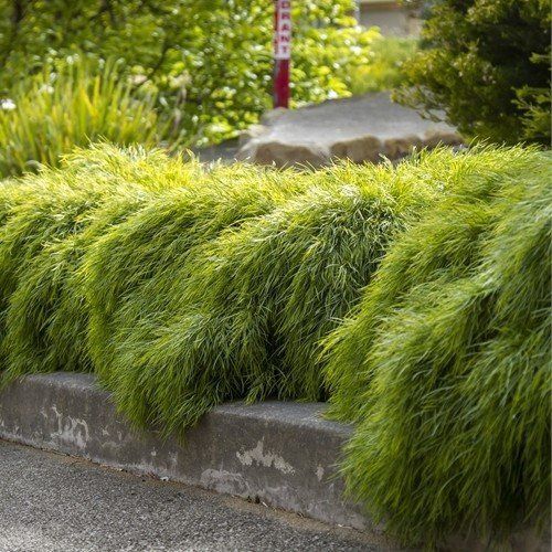 Acacia Limelight - 1.9Ltr