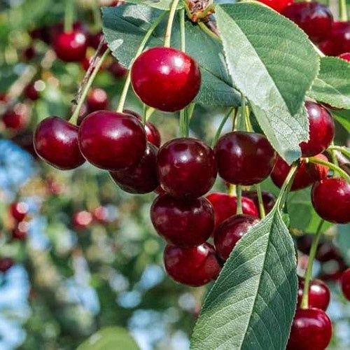 Cherry Compact Stella Dwarf - 6Ltr