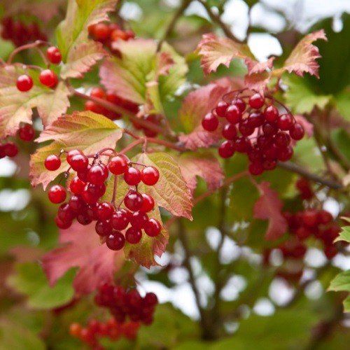 Viburnum trilobum - Pb6.5