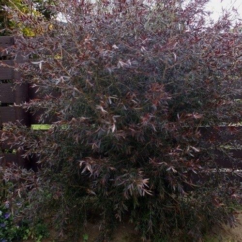 Leptospermum Copper Sheen, Shining Tea Tree - Pb5/1.9Ltr (70/100)