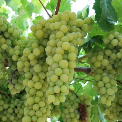 Grape Italia - Pb6.5