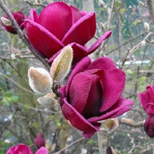 Magnolia Genie - Pb18/Pb28