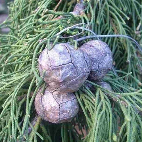 Cupressus macrocarpa, Monterey Cypress - Pot
