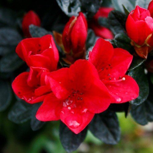 Azalea Wards Ruby - 1.25Ltr