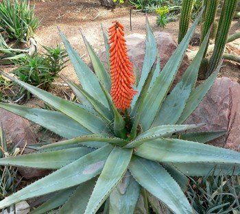 Aloe ferox, Cape Aloe - 2Ltr