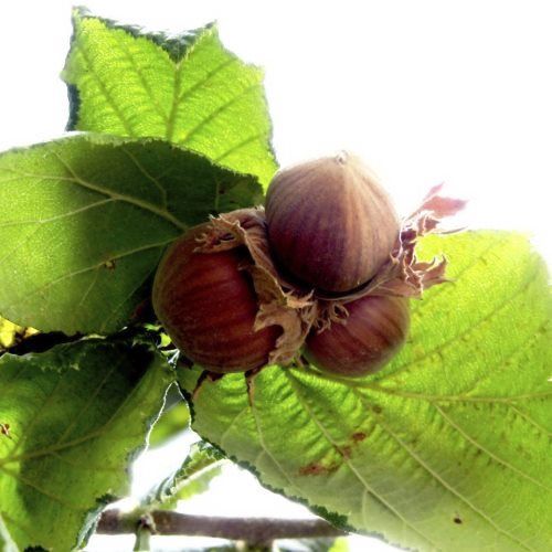 Hazelnut MT18-114 - Pb18