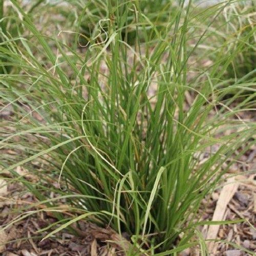 Carex virgata, Swamp Sedge - Pot