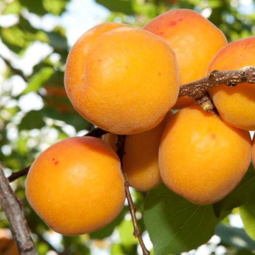 Apricot Double Sundrop/ Trevatt