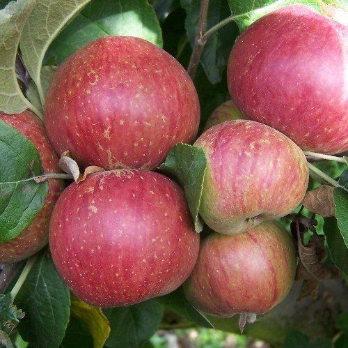 Apple Kingston Black (cider) - Pb12