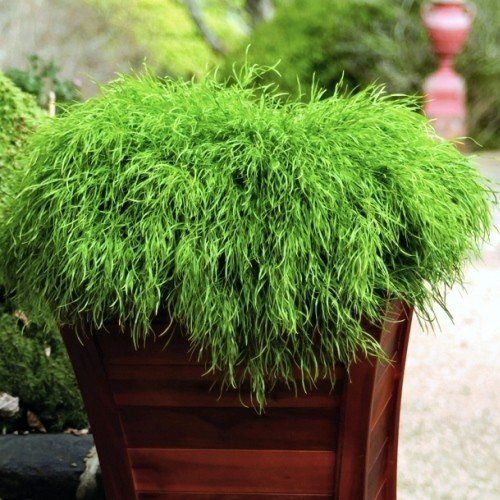 Acacia Curvaceous - Pb6.5