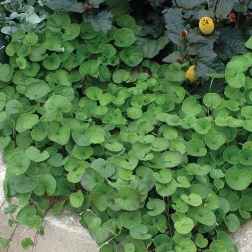 Dichondra Emerald Falls - Pot