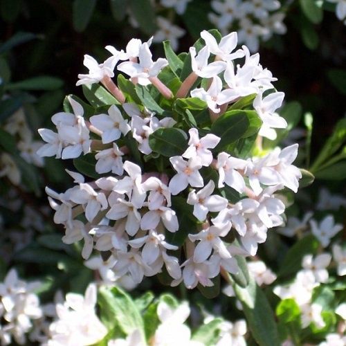 Daphne burkwoodii - Pb5