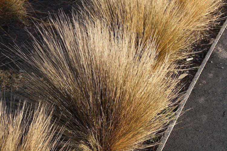 Chionochloa rubra, Red Tussock Grass - Pb5/6.5